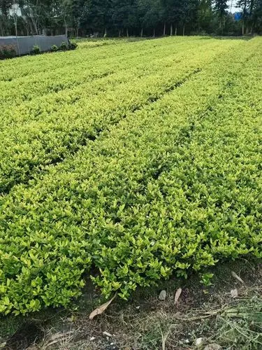 风景园林专业就业方向和前景怎么样